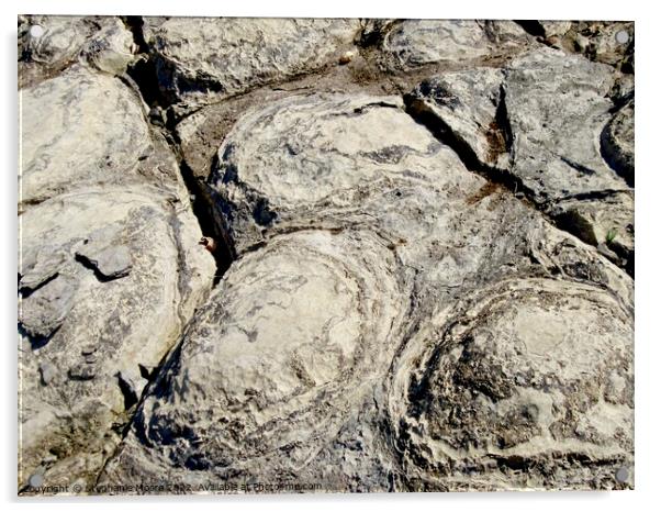 Stromatolite fossils  Acrylic by Stephanie Moore
