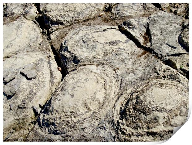 Stromatolite fossils  Print by Stephanie Moore