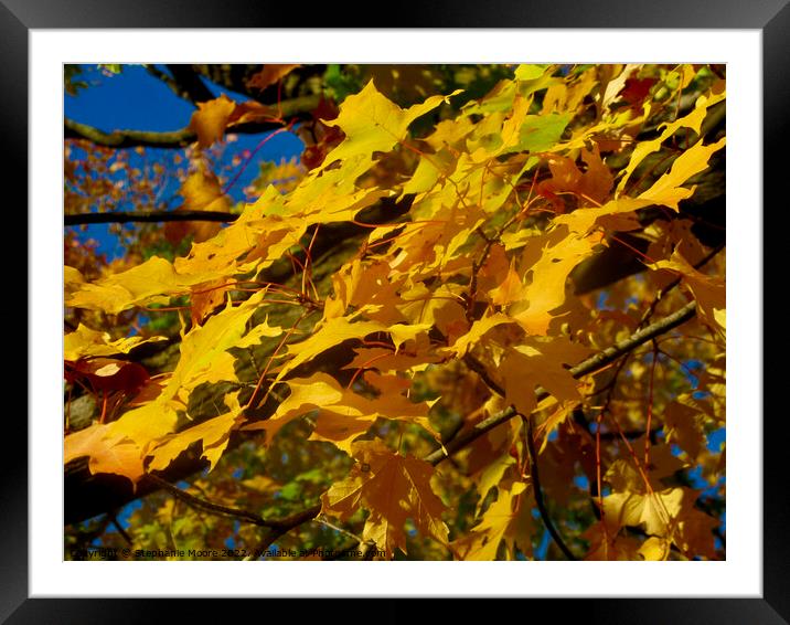 Yellow fall leaves Framed Mounted Print by Stephanie Moore