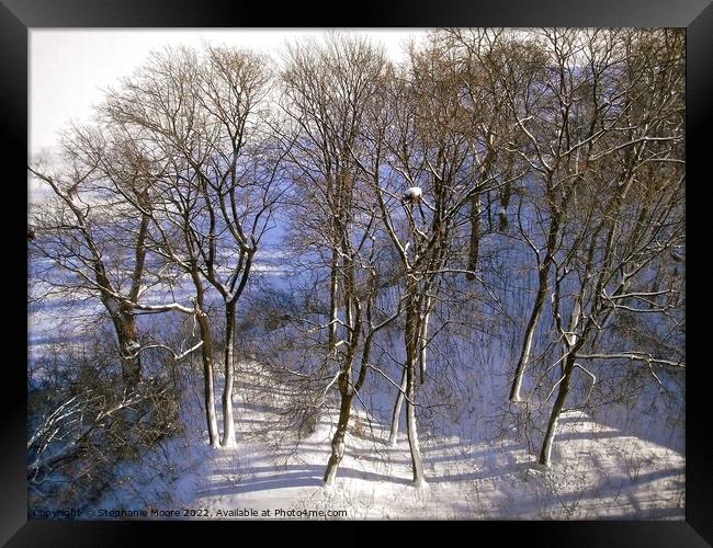 Winter trees Framed Print by Stephanie Moore