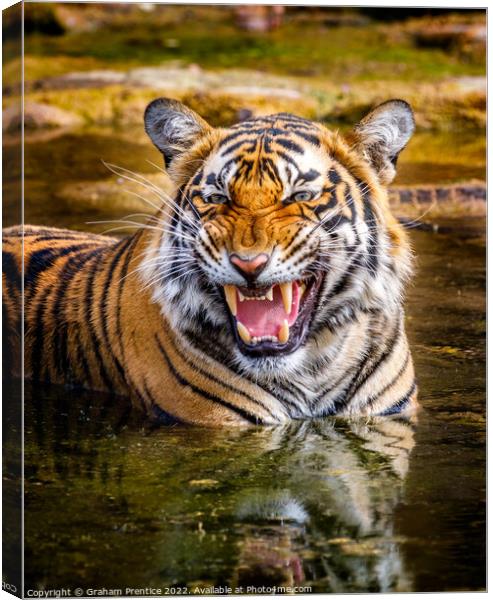 Bengal Tigress Canvas Print by Graham Prentice