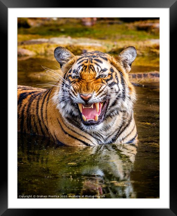 Bengal Tigress Framed Mounted Print by Graham Prentice
