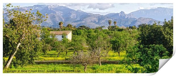 The Countryside Of Mallorca Print by Peter F Hunt