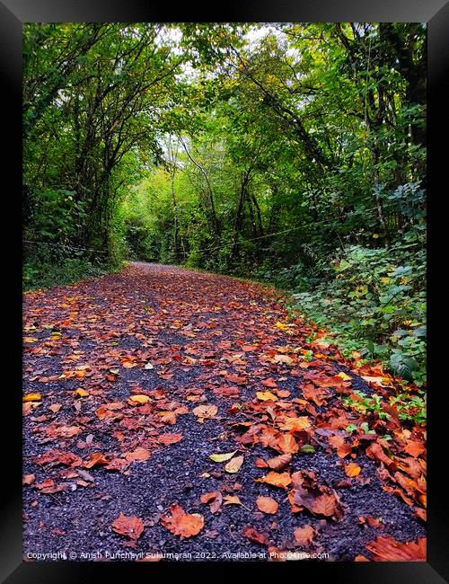 an empty road in Ireland between the bushes during autumn season ,colourful trees and fallen leaves all around road Framed Print by Anish Punchayil Sukumaran