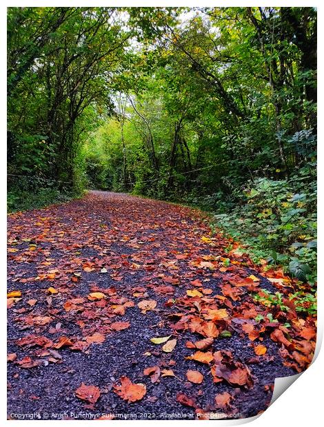 an empty road in Ireland between the bushes during autumn season ,colourful trees and fallen leaves all around road Print by Anish Punchayil Sukumaran