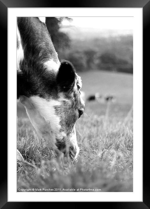Cow's Grazing Framed Mounted Print by Mark Purches