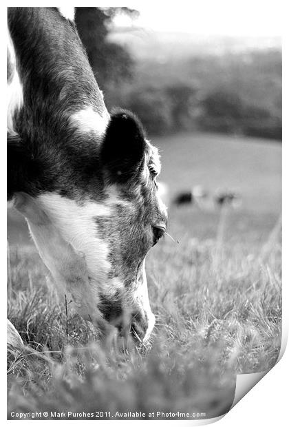 Cow's Grazing Print by Mark Purches