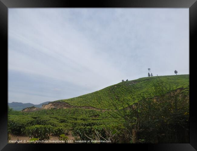 tea estate in munnar and blue sky Framed Print by Anish Punchayil Sukumaran