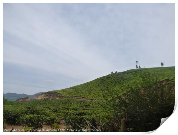 tea estate in munnar and blue sky Print by Anish Punchayil Sukumaran