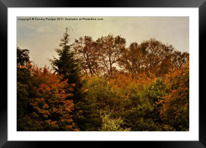 Autumn Glow Framed Mounted Print by Sandra Pledger