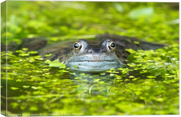 frog in pond surrounded by duckweed Canvas Print by Kay Roxby