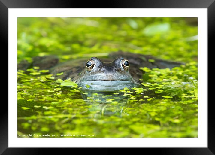 frog in pond surrounded by duckweed Framed Mounted Print by Kay Roxby