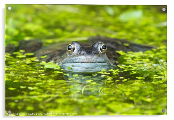 frog in pond surrounded by duckweed Acrylic by Kay Roxby