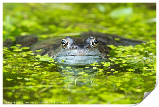 frog in pond surrounded by duckweed Print by Kay Roxby
