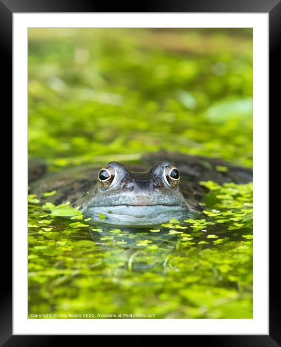 frog in pond surrounded by duckweed Framed Mounted Print by Kay Roxby
