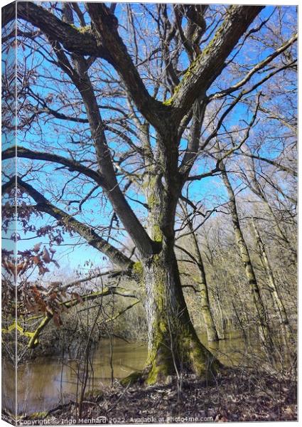 Tree in front of a swampy wetland Canvas Print by Ingo Menhard