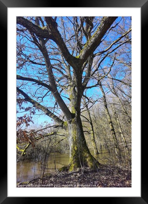 Tree in front of a swampy wetland Framed Mounted Print by Ingo Menhard