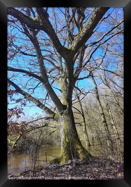 Tree in front of a swampy wetland Framed Print by Ingo Menhard
