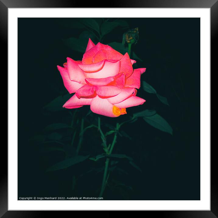 Night rose Framed Mounted Print by Ingo Menhard