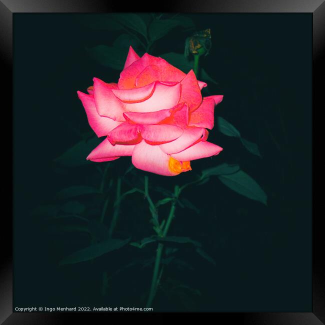 Night rose Framed Print by Ingo Menhard