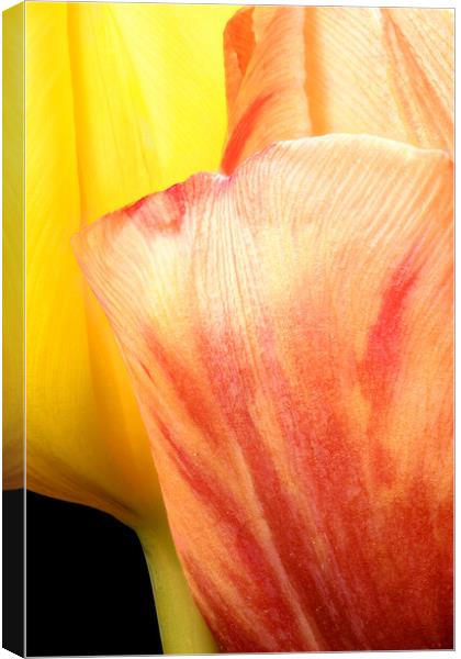 closeup of two tulips Canvas Print by youri Mahieu