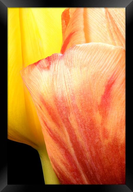 closeup of two tulips Framed Print by youri Mahieu