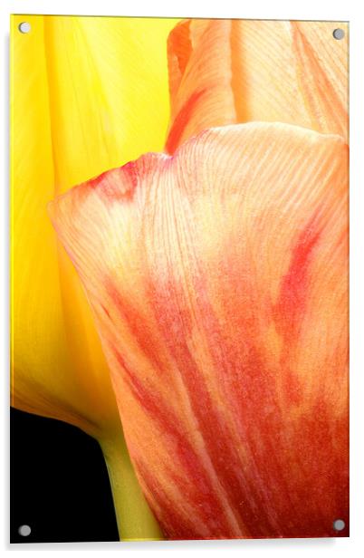 closeup of two tulips Acrylic by youri Mahieu