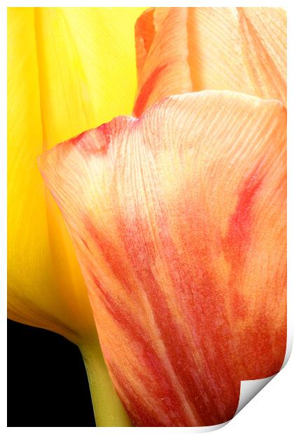 closeup of two tulips Print by youri Mahieu