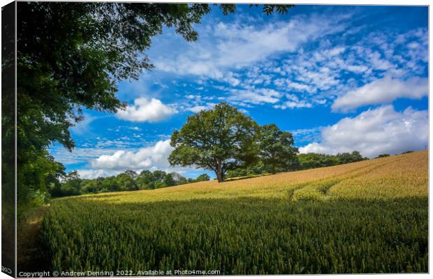 Devon Wheat Field with tree Canvas Print by Andrew Denning