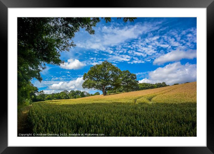 Devon Wheat Field with tree Framed Mounted Print by Andrew Denning