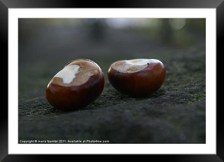 Two conkers sitting on a rock... Framed Mounted Print by Maria Tzamtzi Photography