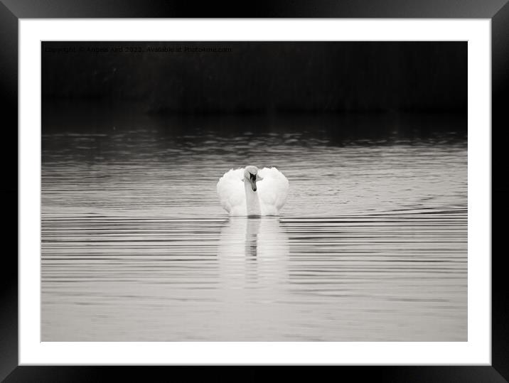 Mute Swan. Framed Mounted Print by Angela Aird