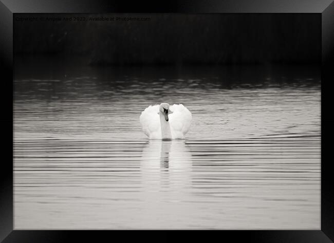 Mute Swan. Framed Print by Angela Aird