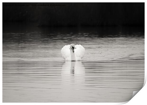 Mute Swan. Print by Angela Aird