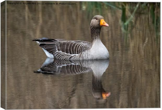 Graylag Goose. Canvas Print by Angela Aird