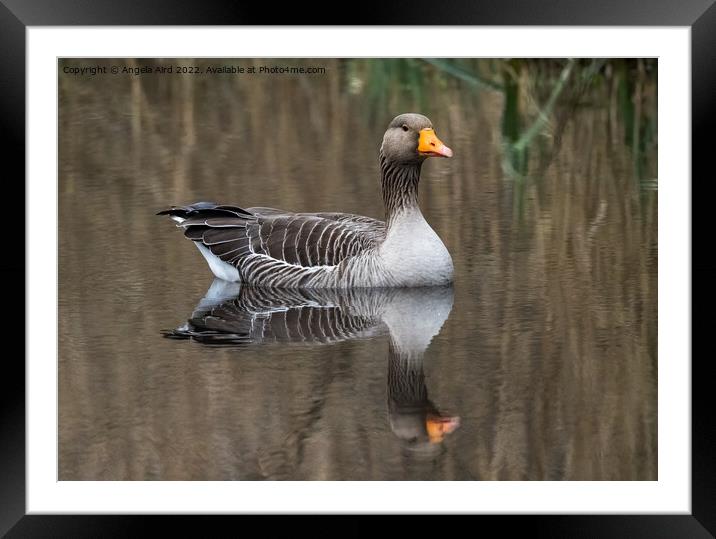 Graylag Goose. Framed Mounted Print by Angela Aird