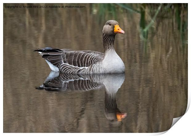 Graylag Goose. Print by Angela Aird