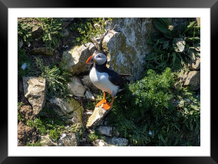 Puffin. Framed Mounted Print by Angela Aird
