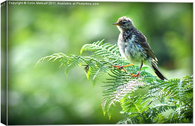 Fledgling Meadow Pipit, [Anthus Pratensis] Canvas Print by Colin Metcalf