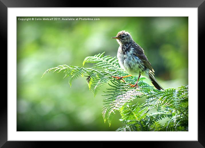 Fledgling Meadow Pipit, [Anthus Pratensis] Framed Mounted Print by Colin Metcalf