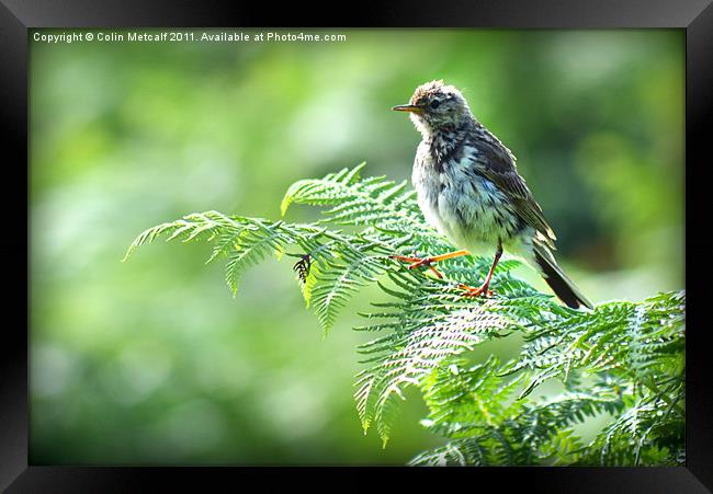 Fledgling Meadow Pipit, [Anthus Pratensis] Framed Print by Colin Metcalf