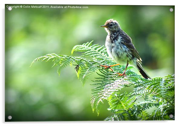 Fledgling Meadow Pipit, [Anthus Pratensis] Acrylic by Colin Metcalf