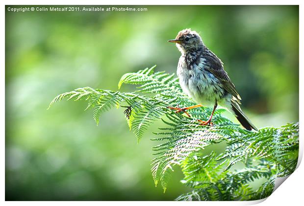 Fledgling Meadow Pipit, [Anthus Pratensis] Print by Colin Metcalf