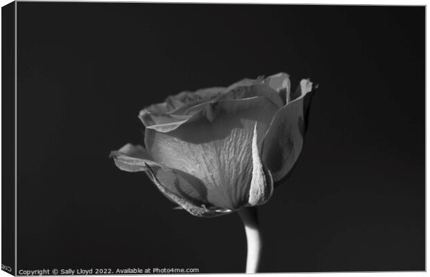 A Rose without Colour Canvas Print by Sally Lloyd