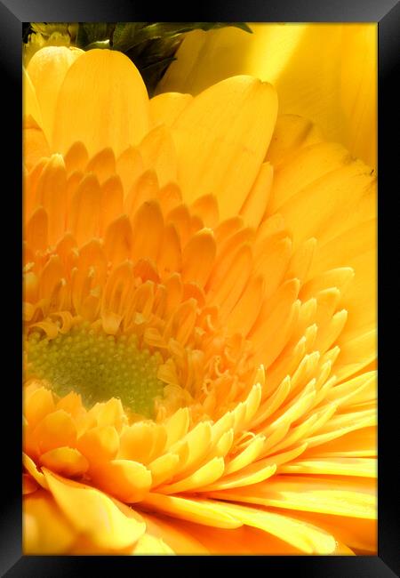 closeup of marigold Framed Print by youri Mahieu