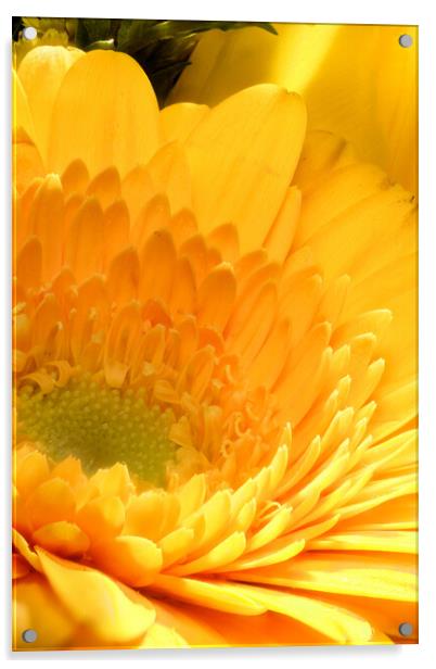 closeup of marigold Acrylic by youri Mahieu