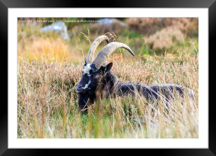 Wild Goat  Framed Mounted Print by Richard Long