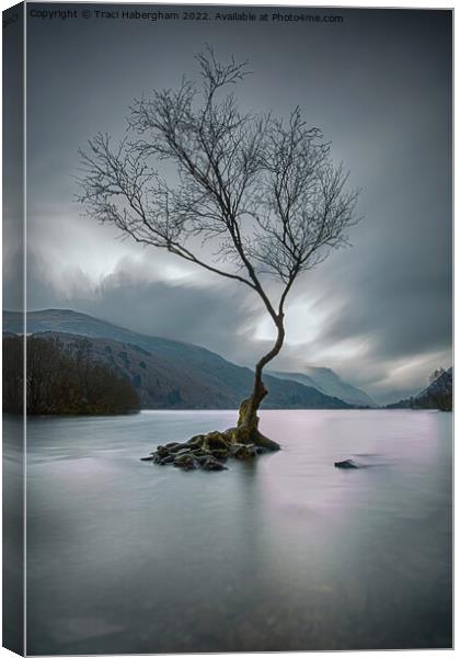 The Lone Tree Canvas Print by Traci Habergham