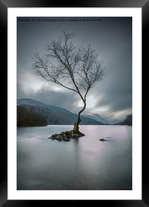 The Lone Tree Framed Mounted Print by Traci Habergham