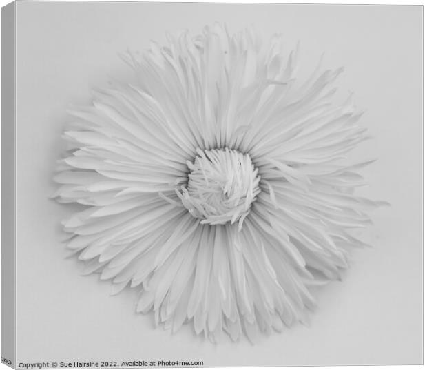 White flower Canvas Print by Sue Hairsine
